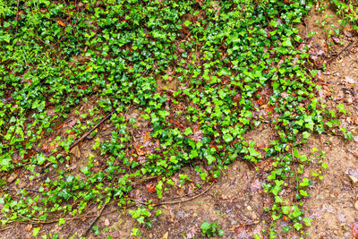 High angle view of ivy growing on field