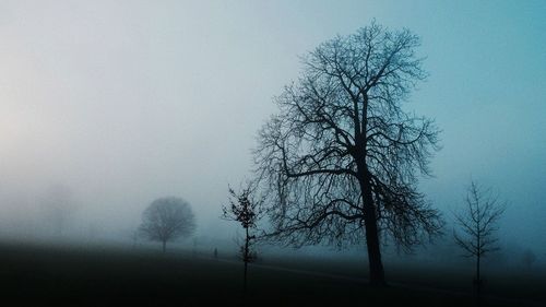 Close-up of silhouette tree against sky