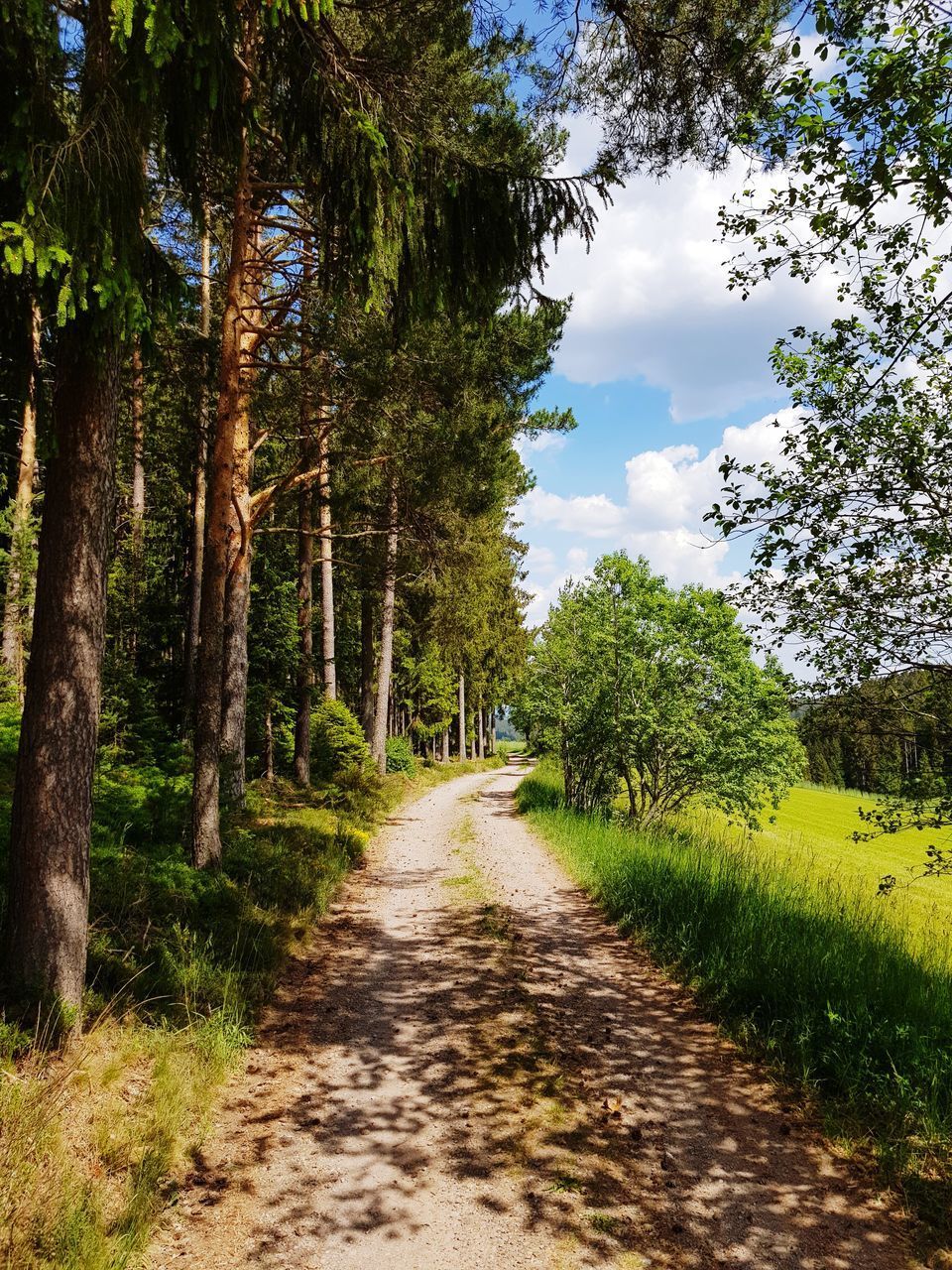 FOOTPATH AMIDST TREES AGAINST SKY