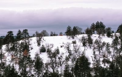 Trees on snow covered landscape against sky