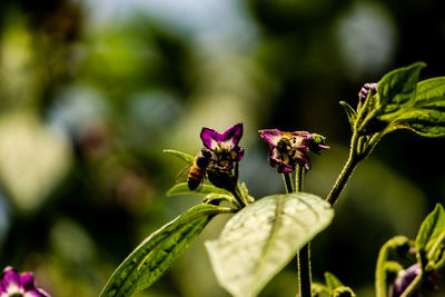 Close-up of purple flowering plant