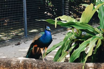 Close-up of bird perching on a plant