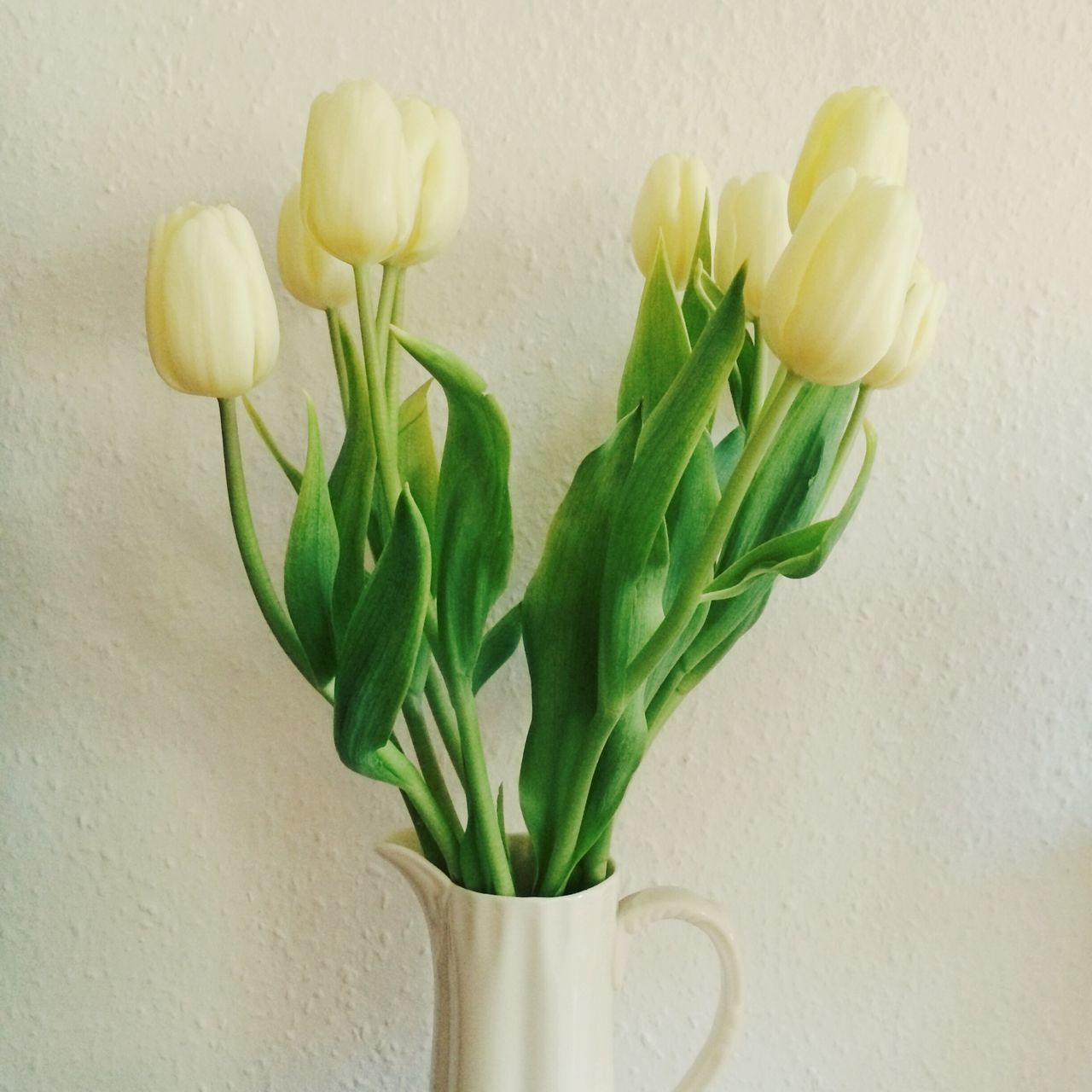 flower, indoors, freshness, vase, fragility, plant, petal, growth, leaf, flower head, close-up, potted plant, stem, studio shot, table, wall - building feature, flower arrangement, white background, still life, decoration