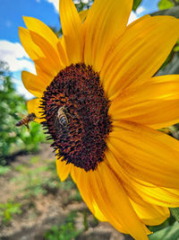 Close-up of sunflower