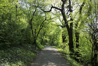 Road amidst trees in forest