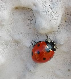 Close-up of red object