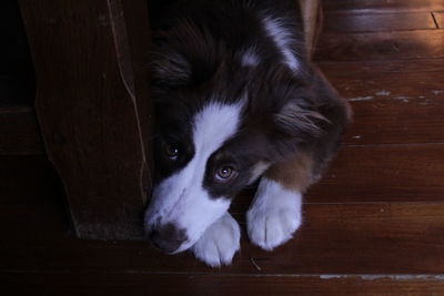 High angle view of dog looking away