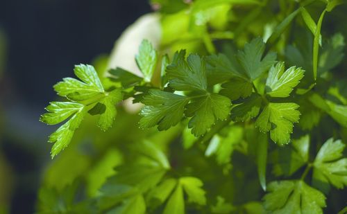 Close-up of plant