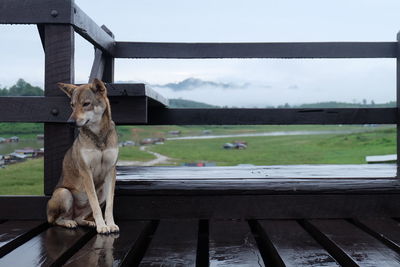 Dog sitting by wooden railing with green landscape in background