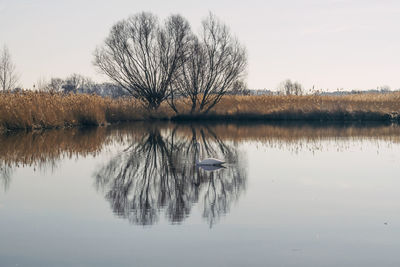 Reflection of bare trees in lake against sky