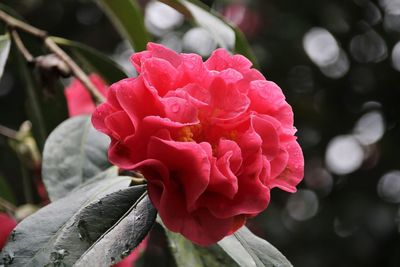 Close-up of pink rose