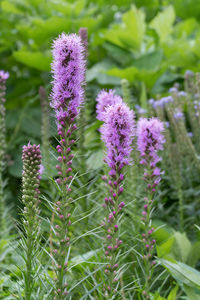 Close-up of purple flowering plants on field