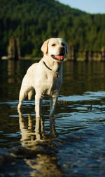 Yellow labrador retriever in water