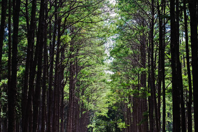 Pine trees in forest