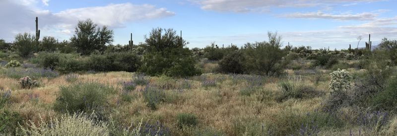 Plants growing on land against sky