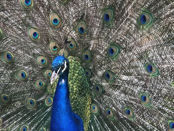 Close-up portrait of peacock