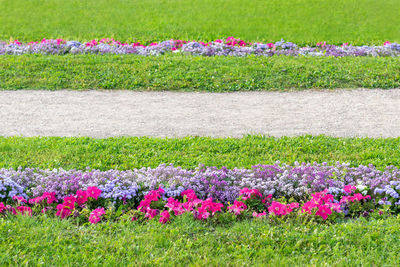 Purple flowering plants on field