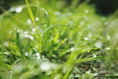 Close-up of wet grass during rainy season