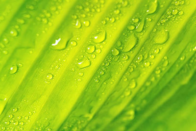 Macro shot of wet green leaves on plant during rainy season