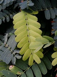 Close-up of leaf on plant