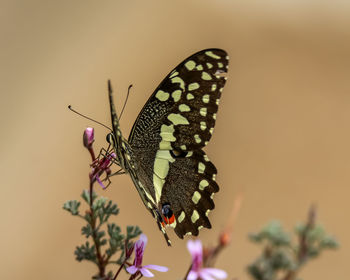 Close-up of butterfly on purple flower