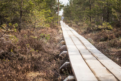 A wooden footpath in an early spring swamp