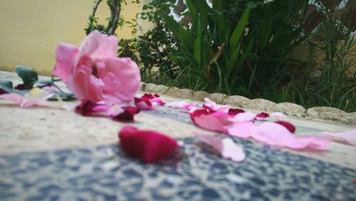 Close-up of pink rose