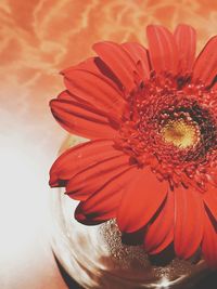 Close-up of red flower