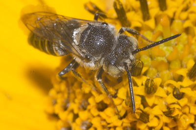 Macro shot of bee pollinating on yellow flowers