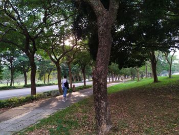 Trees in park