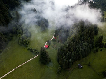 Aerial view of trees in forest