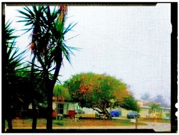 Trees against sky