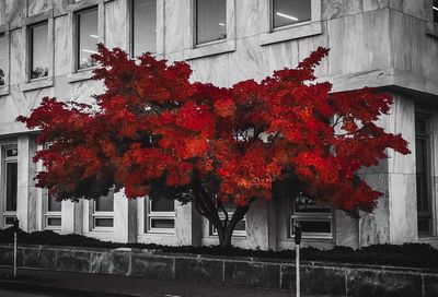 Red maple tree by building