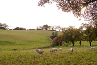 Sheep grazing in a field