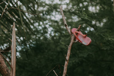 Close-up of butterfly on branch