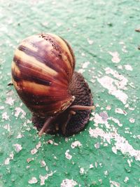 High angle view of snail on leaf