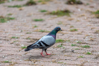 Close-up of pigeon perching on a field