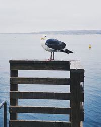 Seagull perching on pier over sea