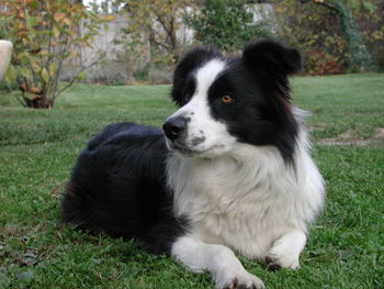 Close-up of dog sitting on grass