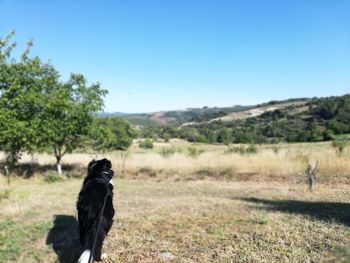 Dog in a field