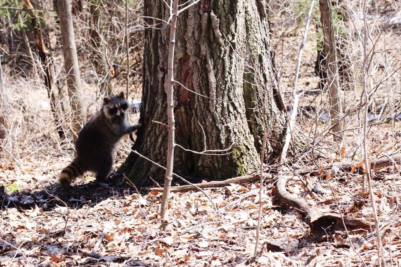 animal themes, mammal, one animal, tree, forest, wildlife, domestic animals, tree trunk, pets, animals in the wild, sitting, nature, two animals, full length, squirrel, branch, day, outdoors, field, relaxation