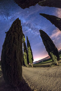 Tree on landscape against sky