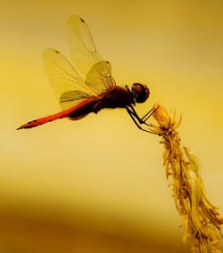Close-up of insect