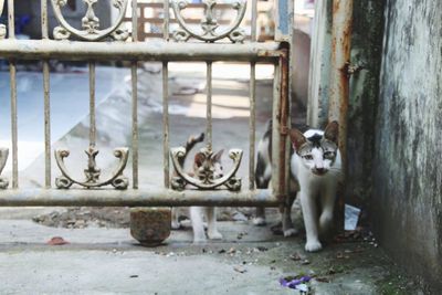 Portrait of cats standing by metal structure