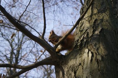 Low angle view of squirrel on tree