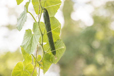 Close-up of fresh green leaves