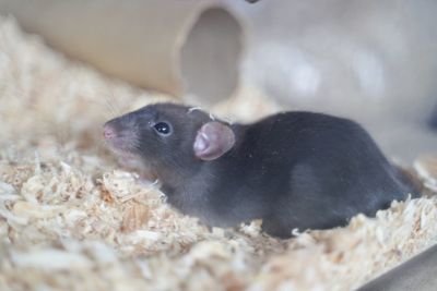 Close-up of black dumbo rat