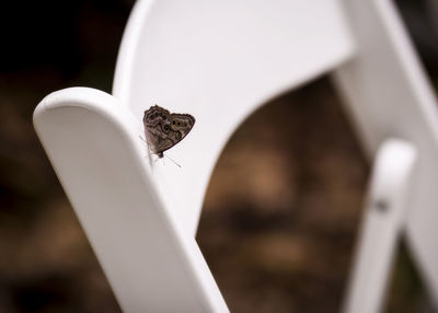 Close-up of butterfly on leaf