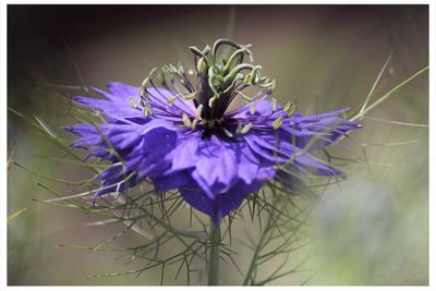 Close-up of purple flowers