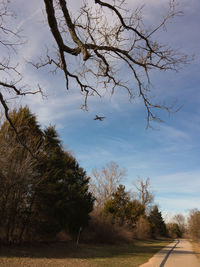 Bird on tree against sky